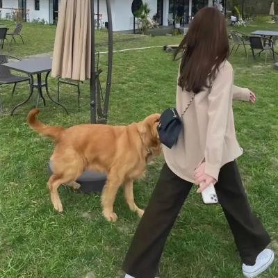 小镇猪事